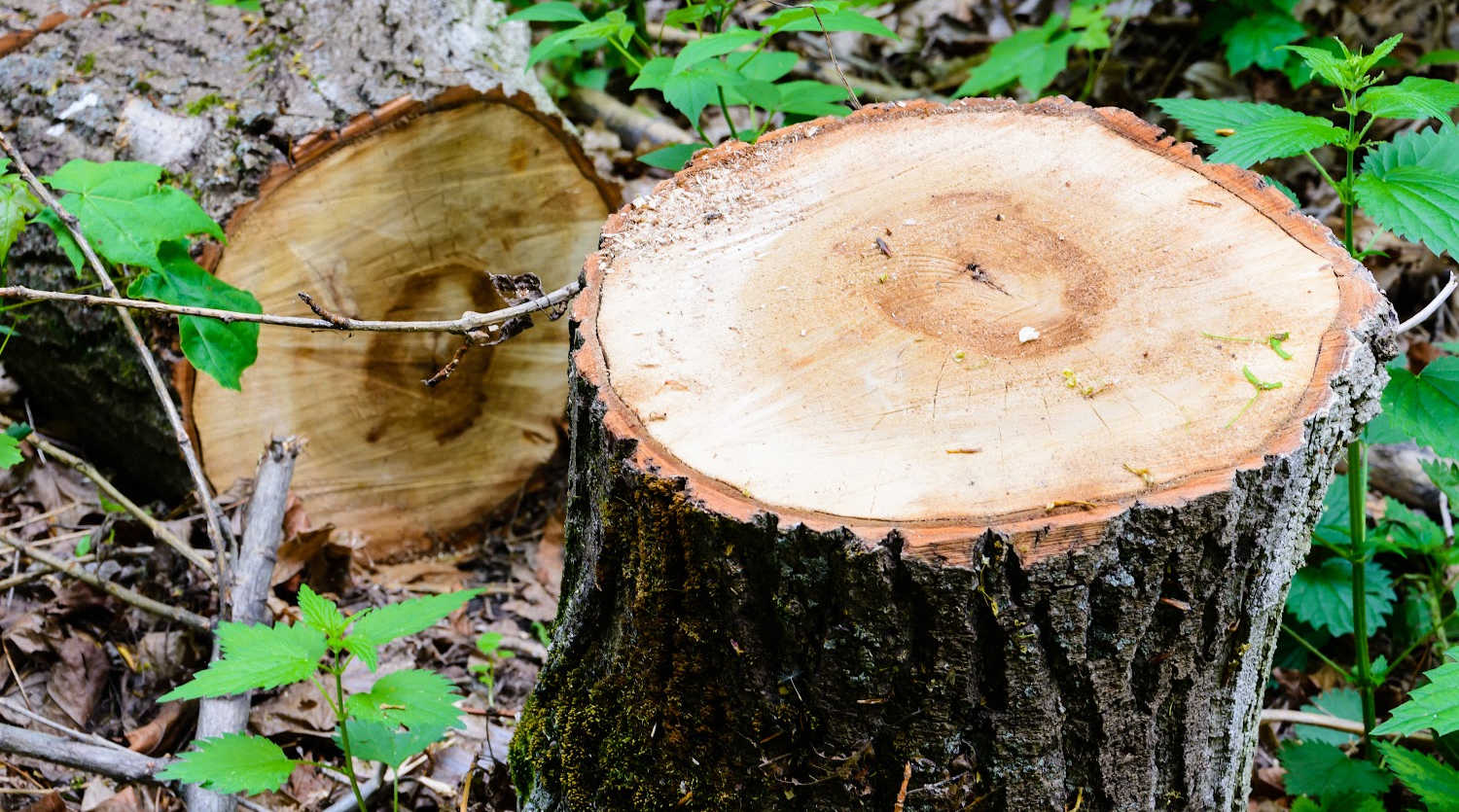 tree and stump removal brisbane enviro property maintenance