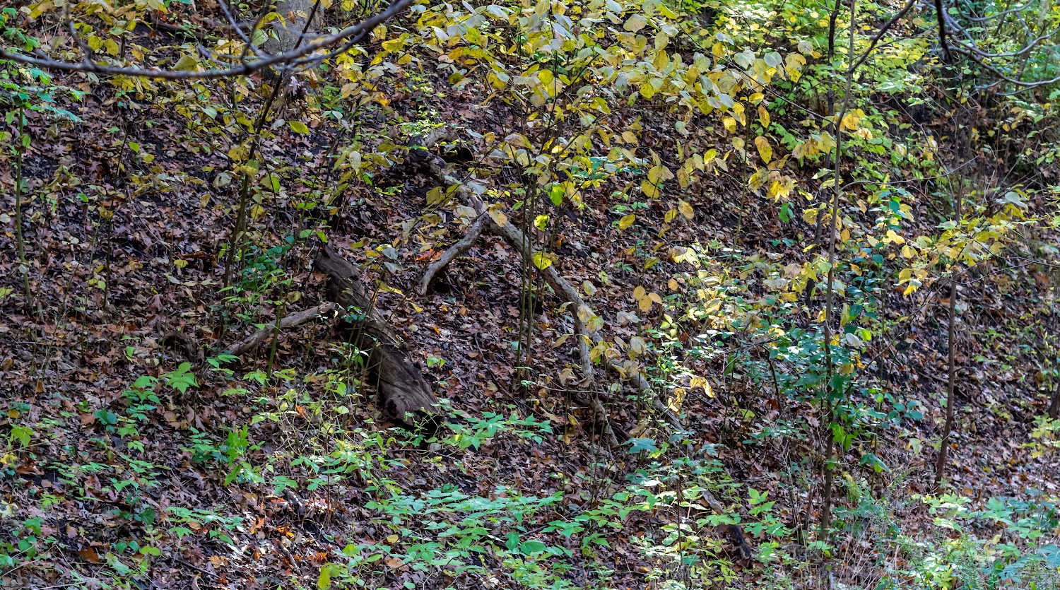 waste management and forest floor clearing brisbane enviro property maintenance