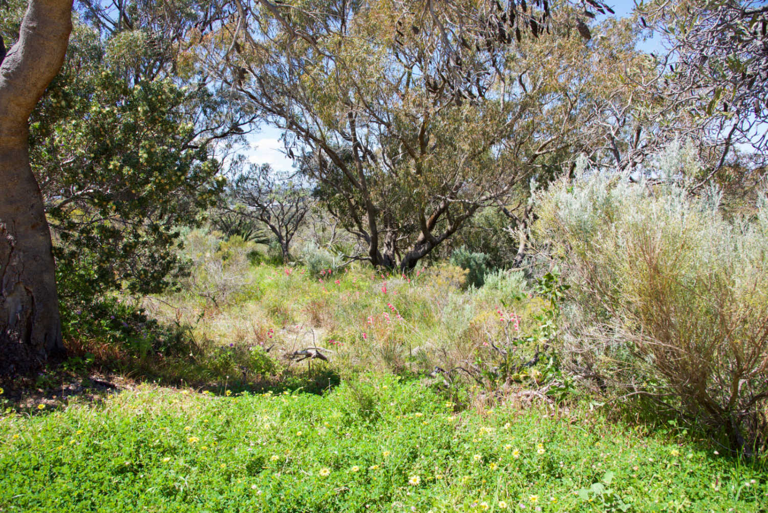 clearing overgrown bushland enviro property maintenance brisbane